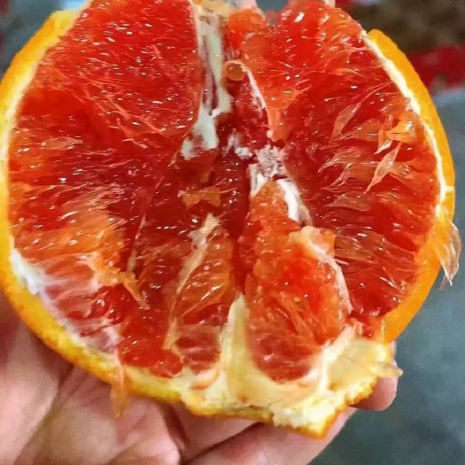 秭归县中华红橙