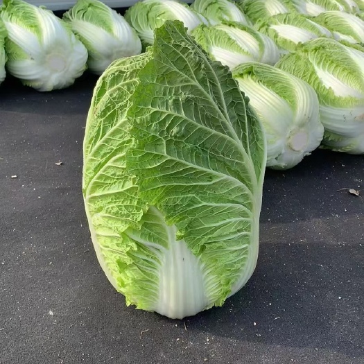 河北临漳万亩蔬菜基地代发全国