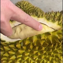 凭祥市越南金枕榴莲