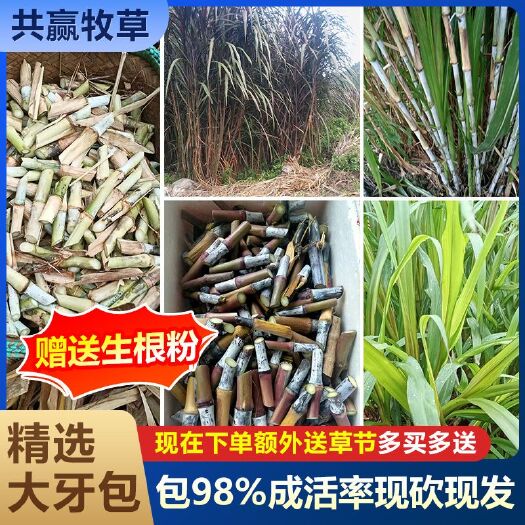多年生新型皇竹草、甜象草、红象草、巨菌草、中华粮草亩产40吨