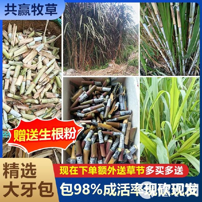 多年生新型皇竹草、甜象草、红象草、巨菌草、中华粮草亩产40吨