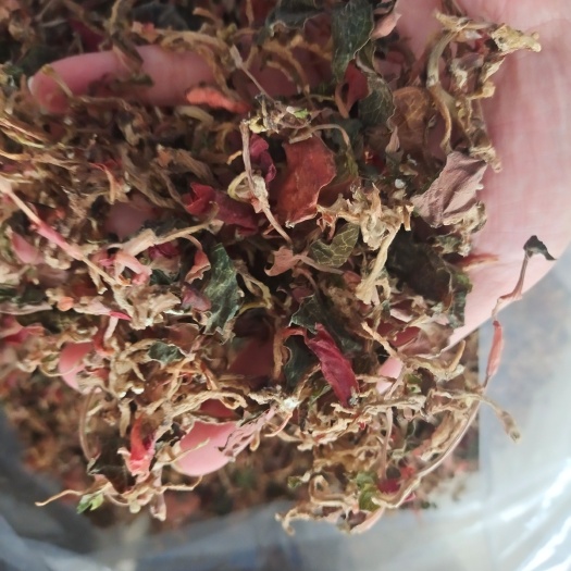 金线莲散装干品