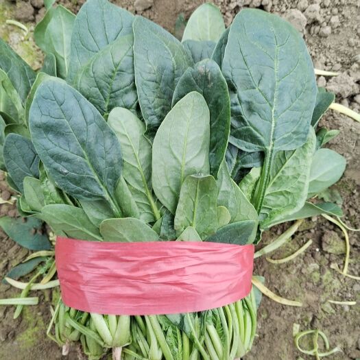 邢台大量精品菠菜，大叶