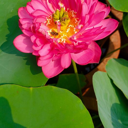 嘉祥县出售精品荷花苗、适合盆栽种植。 河道种植新农村建设、公园种植