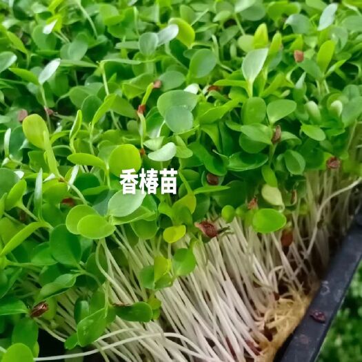 寿光市香椿苗香椿苗既可食用又可药用，营养价值很高。