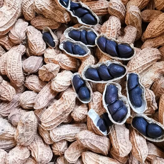昆明2024年云南特产富硒黑花生 老品种小粒带壳黑花生种子