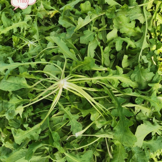荠菜