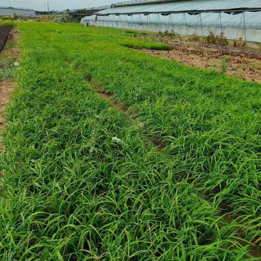 重庆市大花萱草