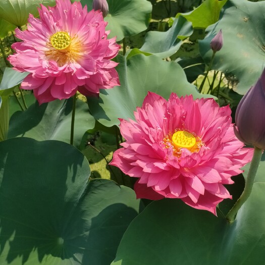 嘉祥县大量出售观赏荷花苗。 盆栽荷花苗 适合公园、池塘、河道种植
