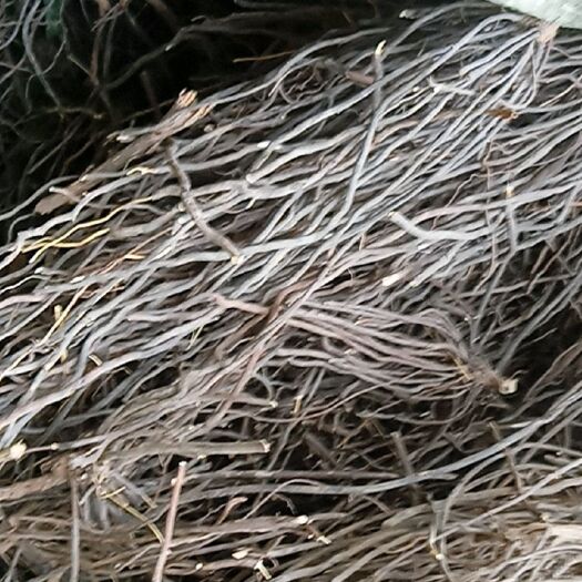 光山县威灵仙 水洗干货 包邮