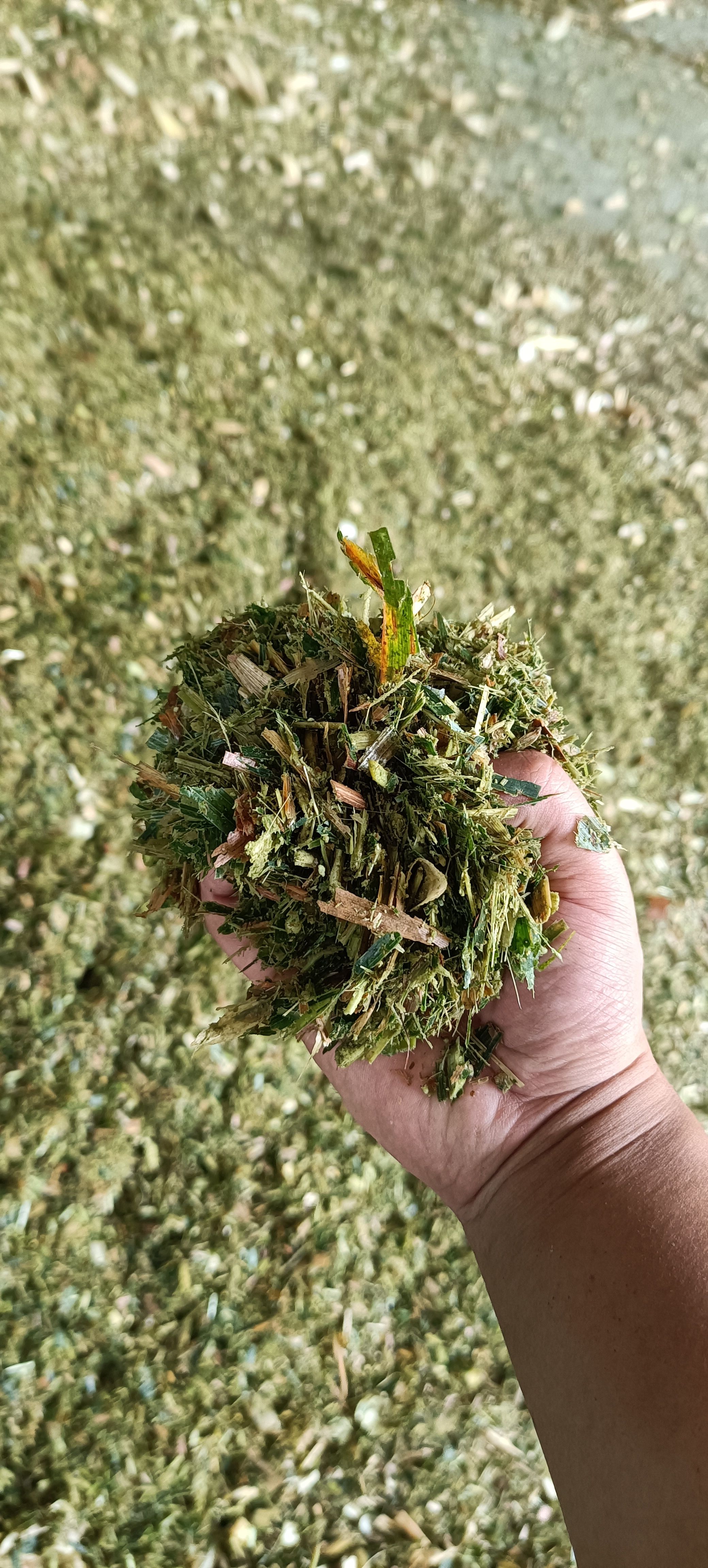 优质青黄储，大小都有