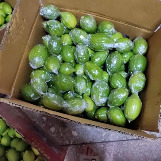 桂林广东无籽香水柠檬一级果二级果奶茶店专用。