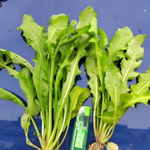 连平县新鲜荠菜