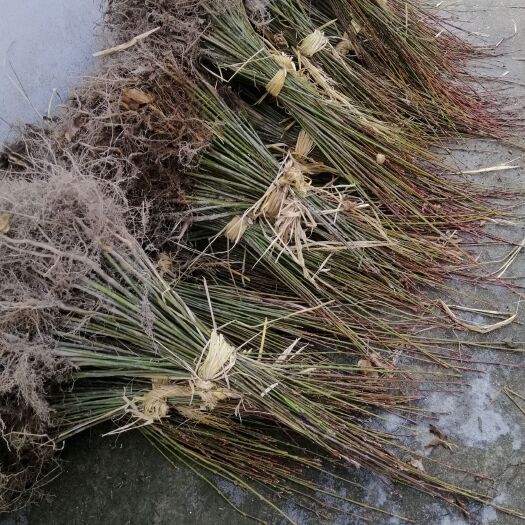 新昌县青枫一年苗，粗度o5一o8