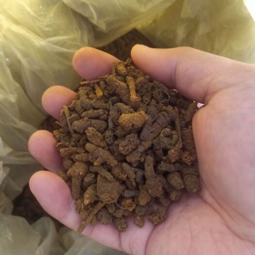 亳州黄连段鸡爪黄连茶泡水黄莲 黄连超细黄连段包邮
