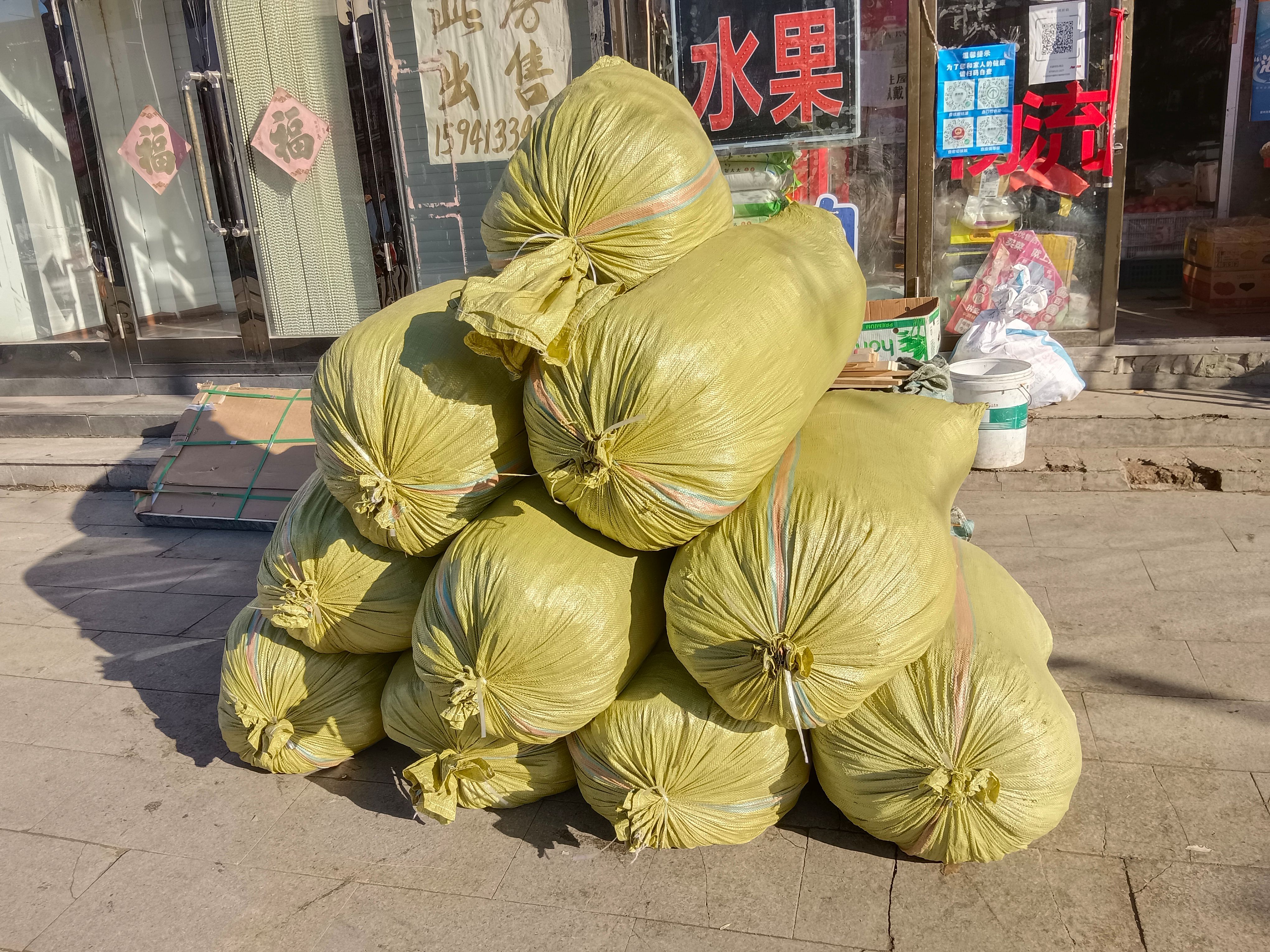 苍术种苗