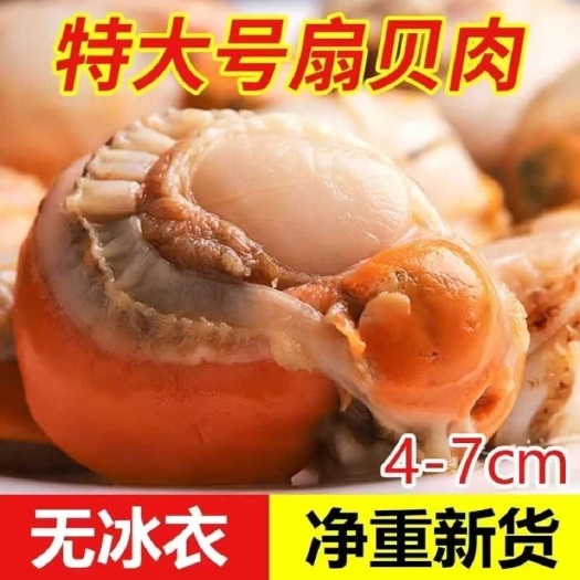 日照扇贝新鲜大扇贝肉冷冻元贝肉
