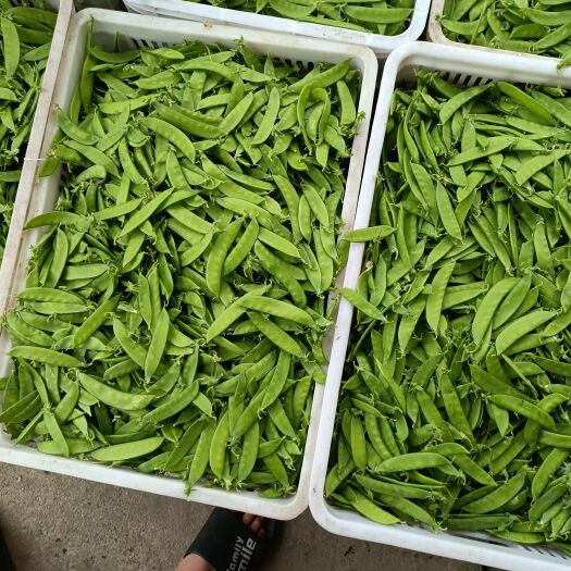漳浦县荷兰豆