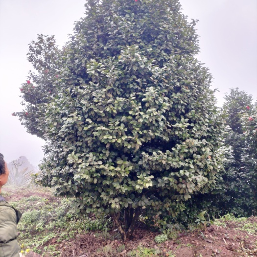 宜宾耐冬茶花，公园小区绿化优选
