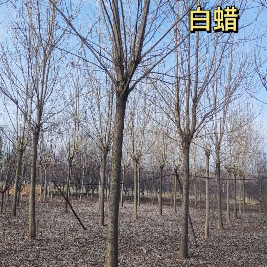 邳州市白蜡树【14-18公分】