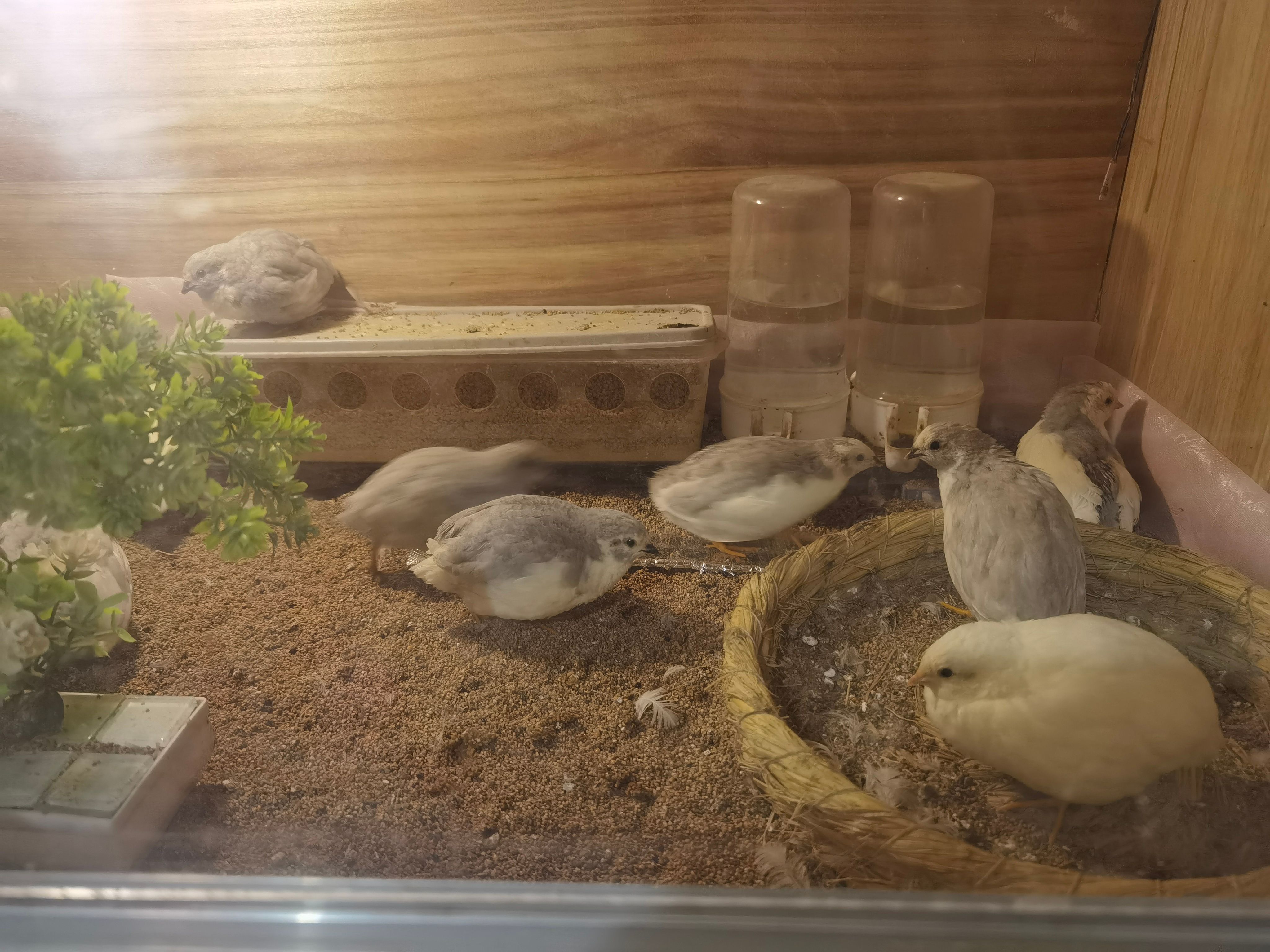 芦丁鸡蛋，德系蛋