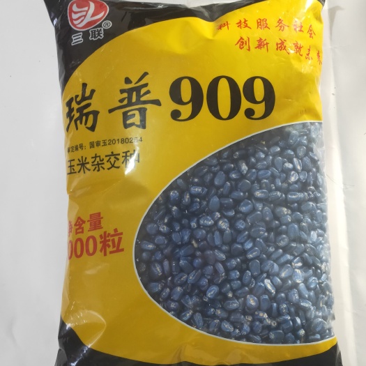 丰宁县国审玉米种子正品瑞普909黄金角质粮矮杆抗病大棒抗高温抗