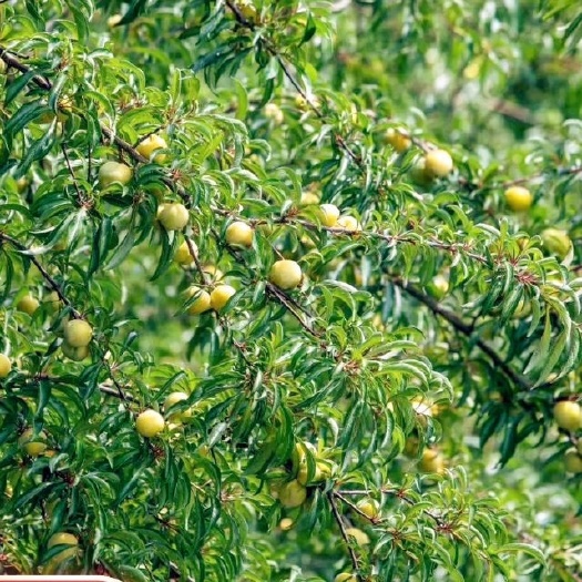 苍溪县蜂糖李嫁接苗，蜂糖李 网红 脆甜大果 原产地