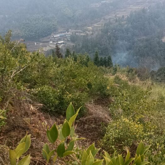 芷江县高山茶油