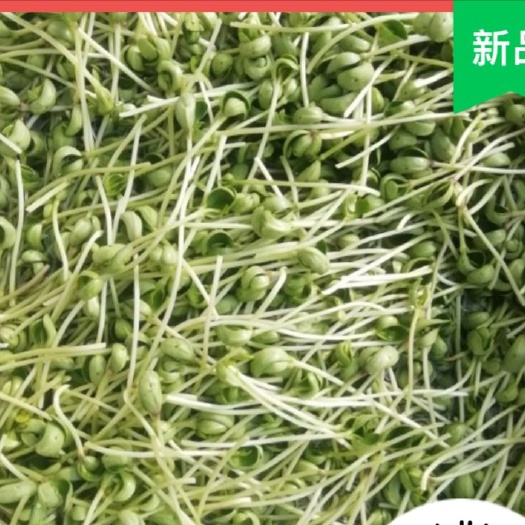 鞍山免收拾 黑豆苗净菜