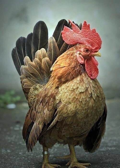 廣州新興雞苗