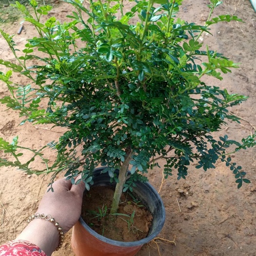清香木种植，双色盆清香木批发，清香木基地