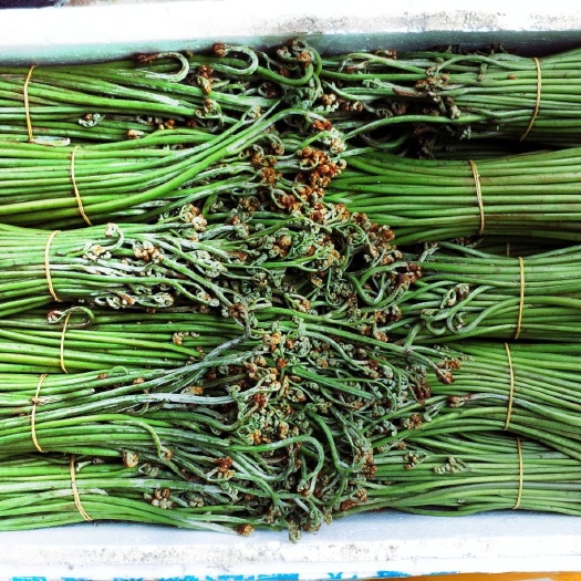 彝良县25年蕨菜   云南昭通彝良高山蕨菜