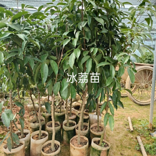 灵山县冰荔苗