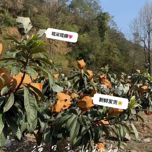 德昌县凉山早鈡枇杷