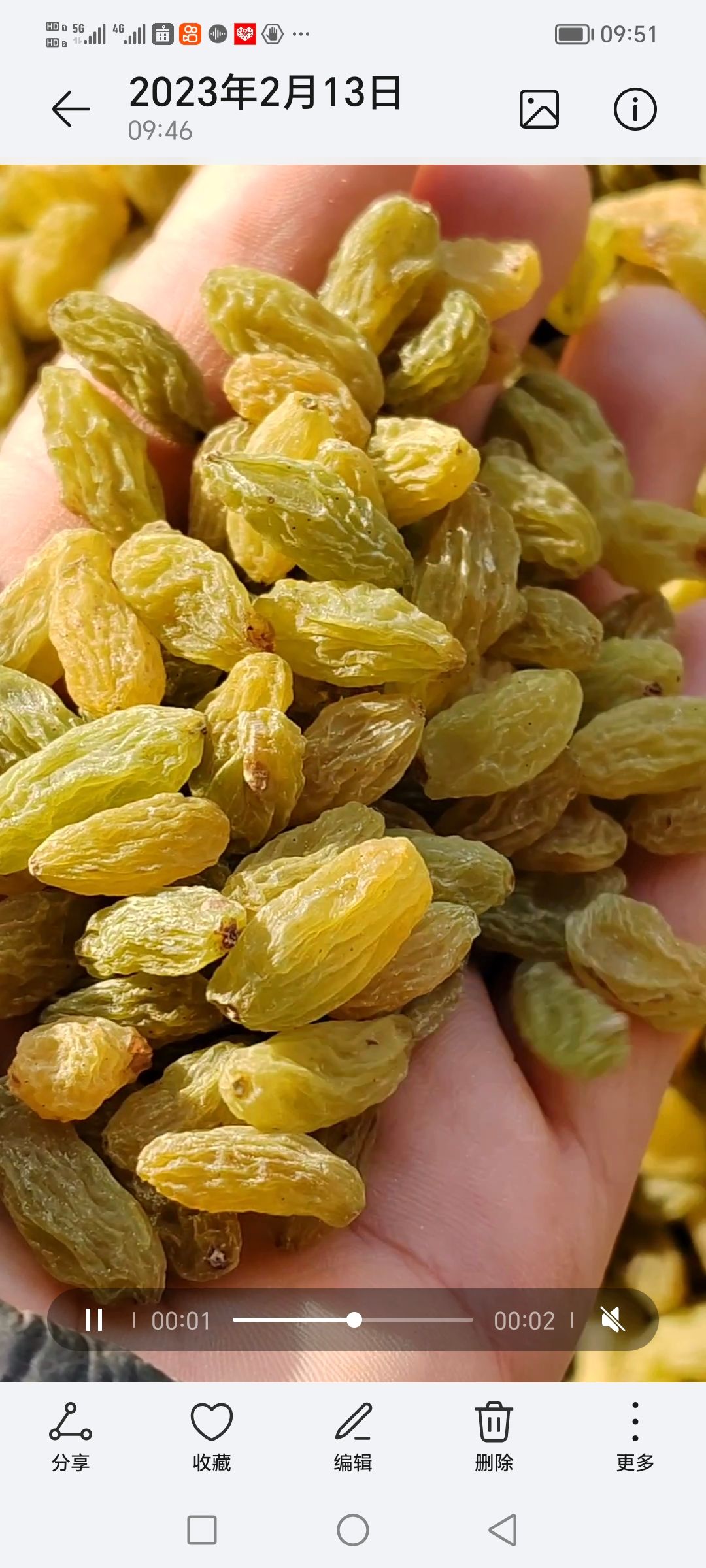 沧县电商快销吐鲁番市优等中大颗粒树上黄葡萄干和通货麻子无核