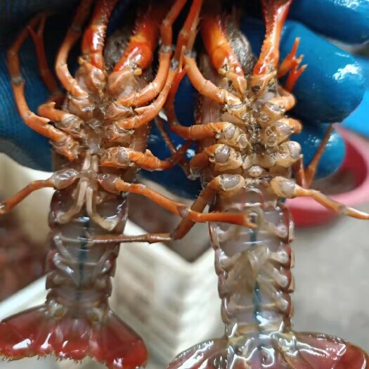 黄梅县清水小龙虾