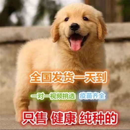 花垣县纯种双血统金毛犬 小狗性格温顺 忠诚护主 活泼可爱 包邮到家