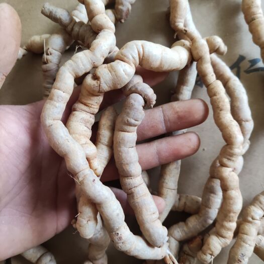 肇庆生巴戟天湿巴戟肇庆巴戟天新鲜巴戟天