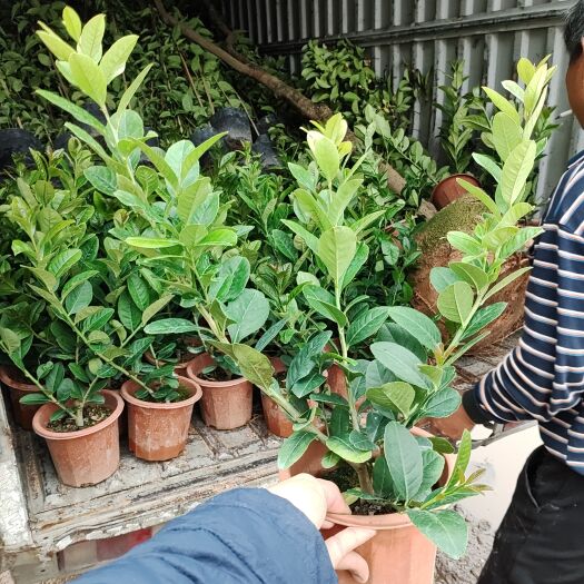 揭阳香水柠檬