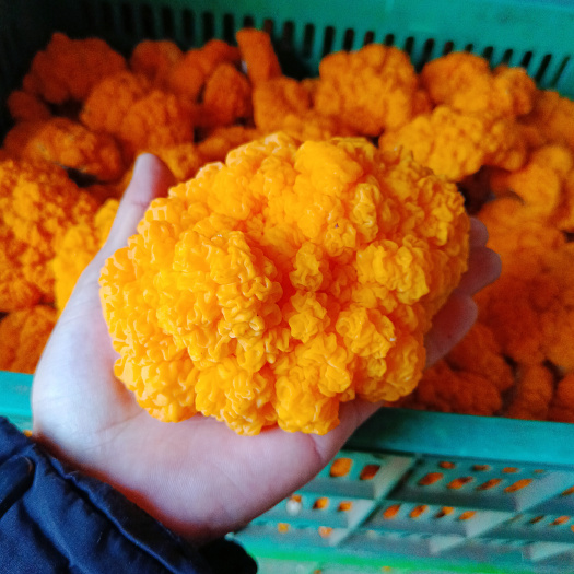 祥云县金耳菌