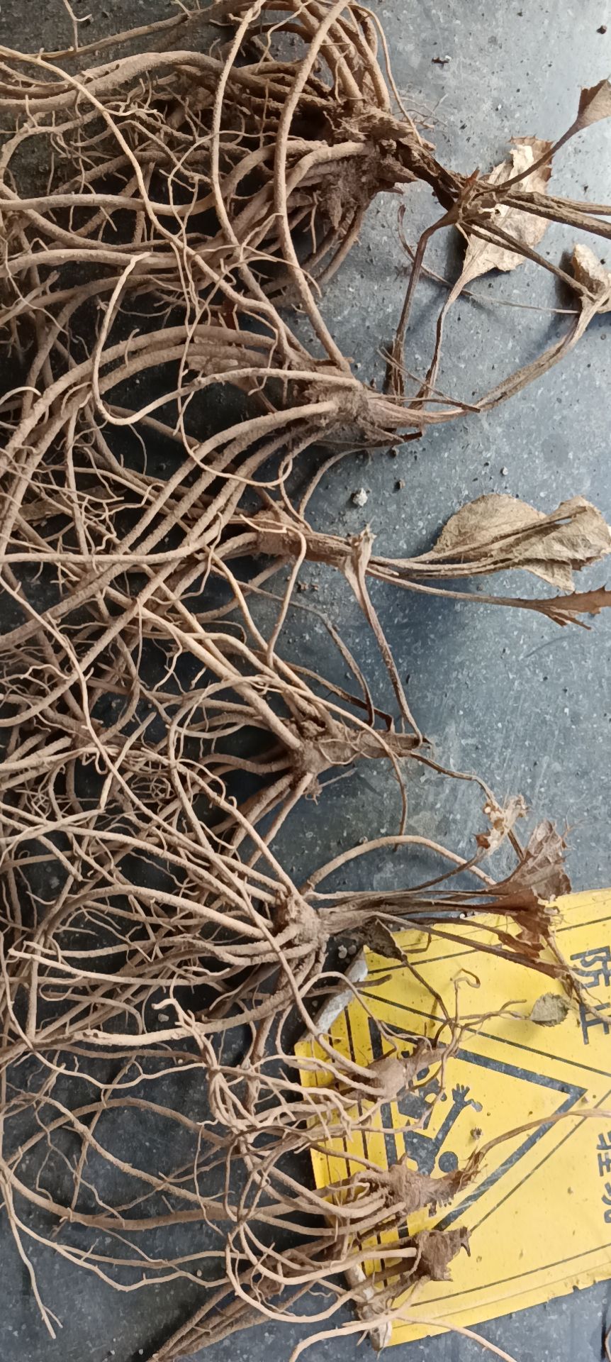 苍术种苗
