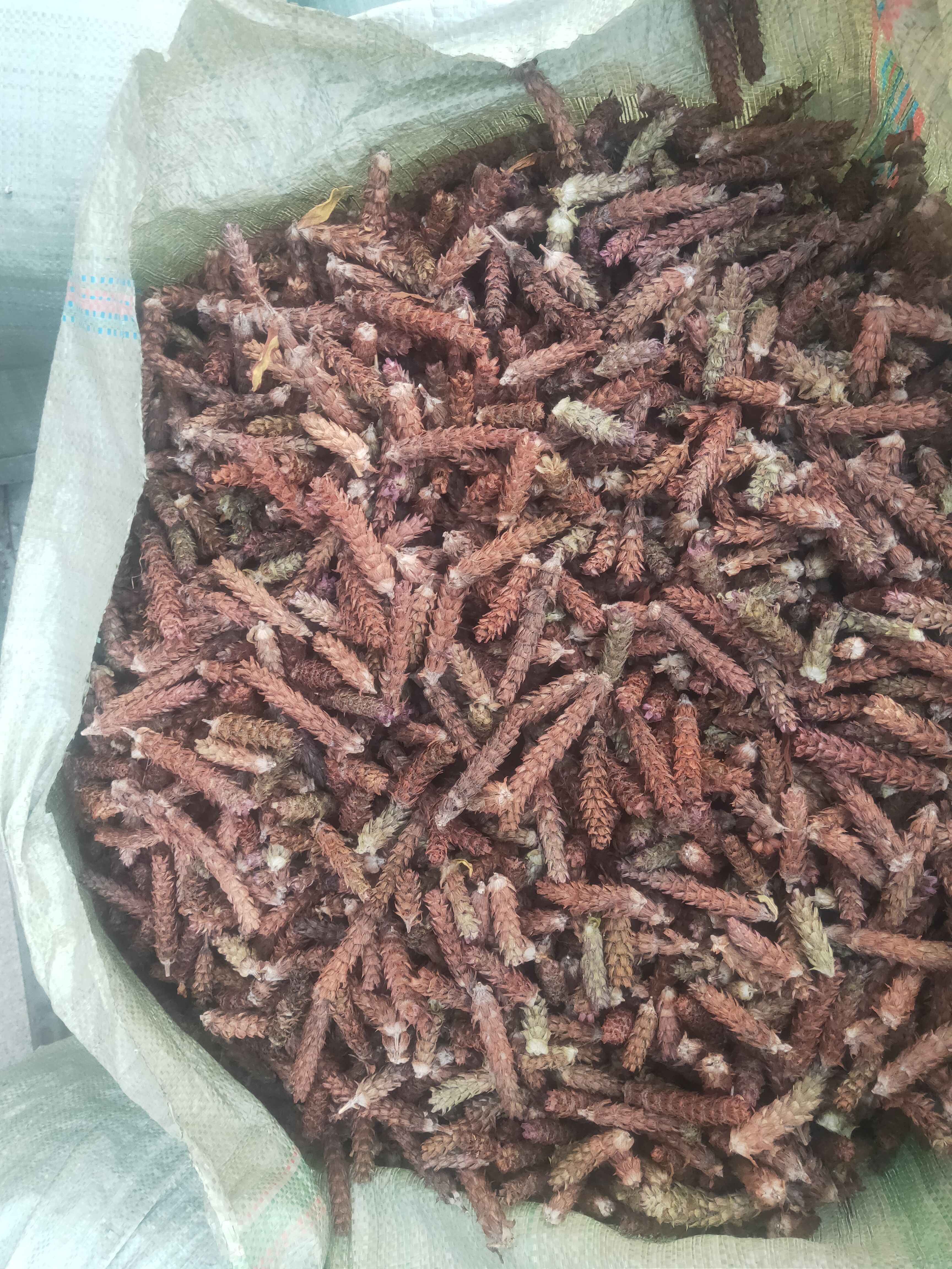 精品光头夏枯球