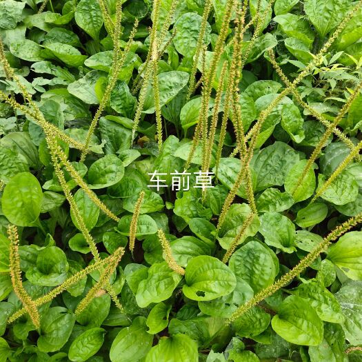 湛江中药车前草
