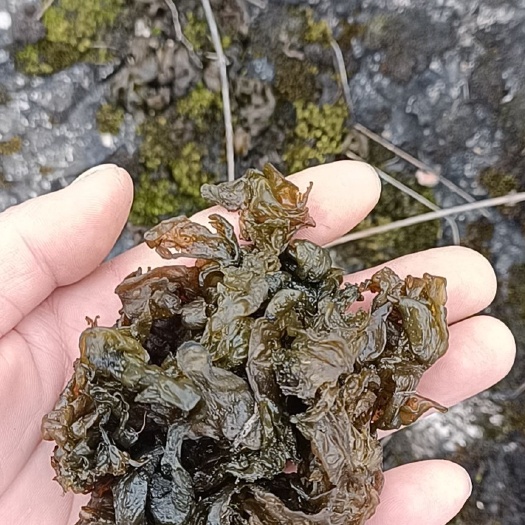 怀化地皮菜，地木耳，雷公菌