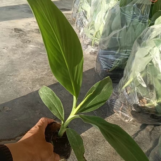 揭阳粉蕉