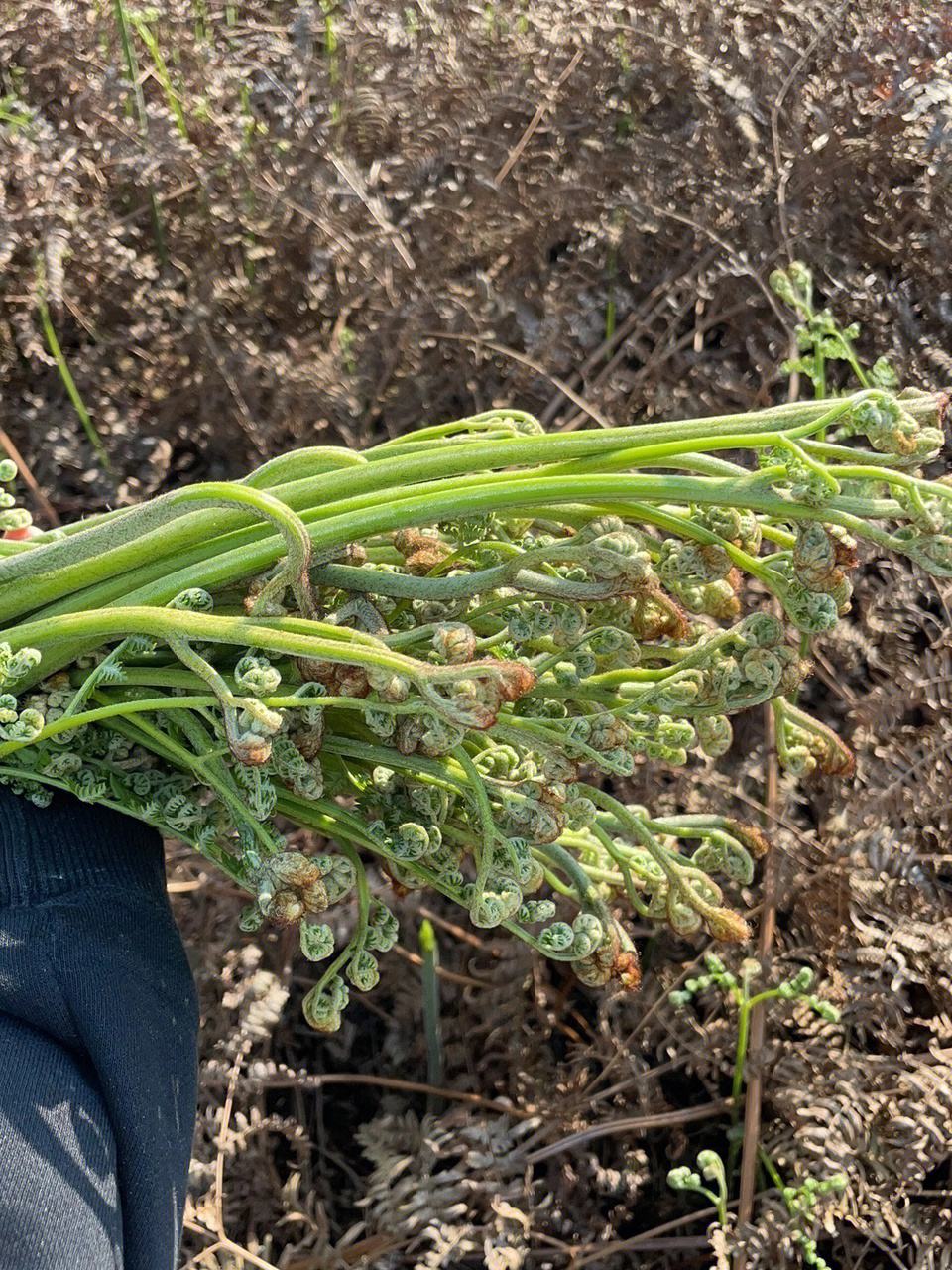 26年蕨菜   云南昭通彝良高山蕨菜