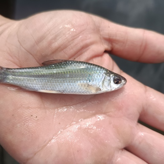 南宁鲮鱼鱼苗土鲮鱼苗豆豉鱼鱼苗桂花饲料鱼麦鲮鱼苗淡水养殖专用鲮鱼