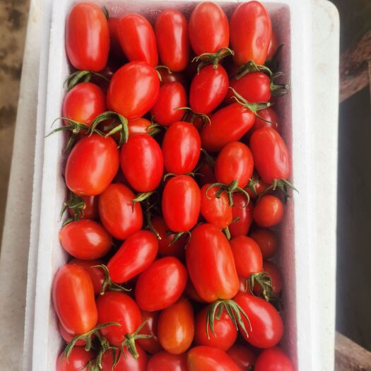 东港市409小柿子    蓝莓各种品种