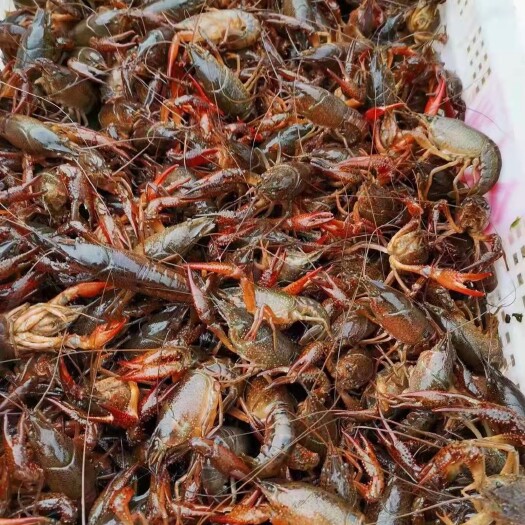 黄梅县小龙虾