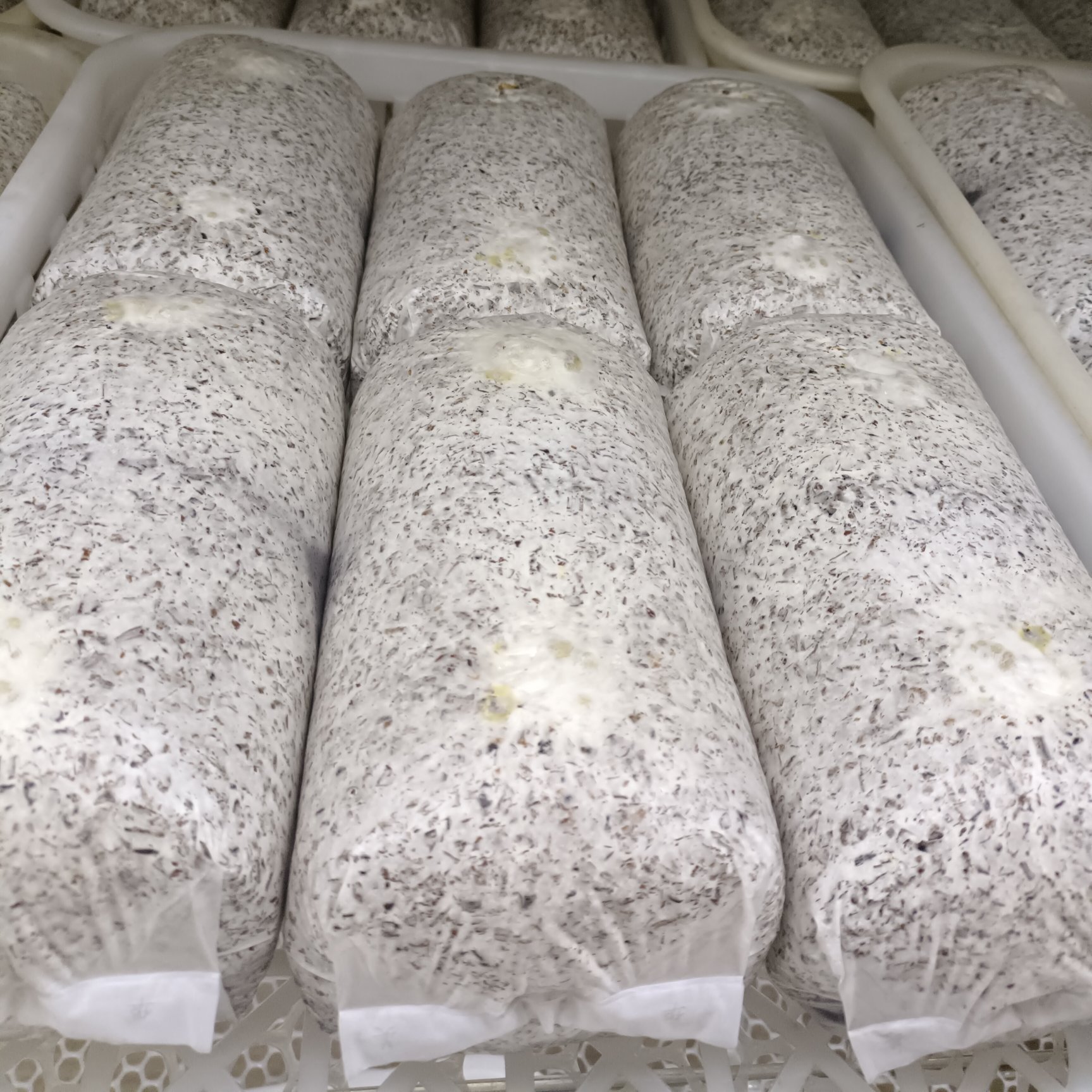 太康县金耳菌包源头生产厂家，优质菌种